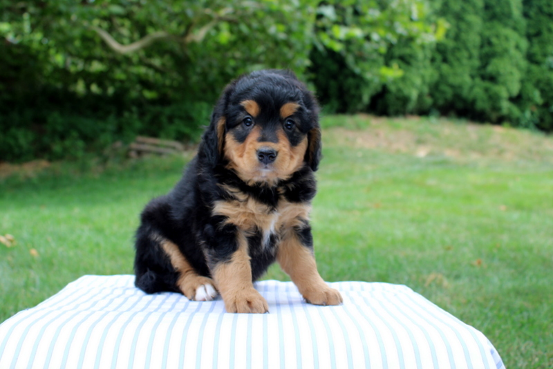 puppy, for, sale, Mini Bernedoodle F1, Matthew B. Stoltzfus, dog, breeder, Gap, PA, dog-breeder, puppy-for-sale, forsale, nearby, find, puppyfind, locator, puppylocator, aca